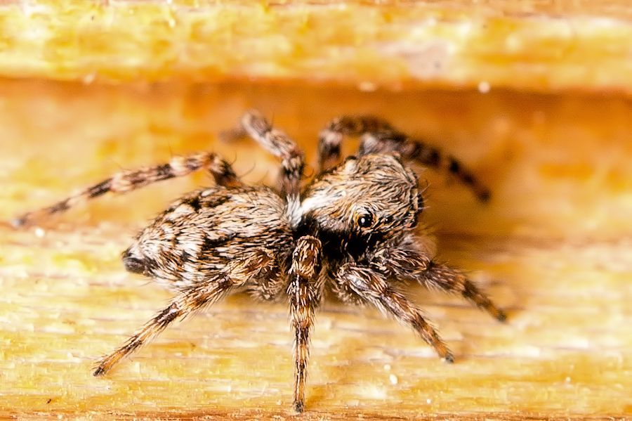 kleine Springspinne