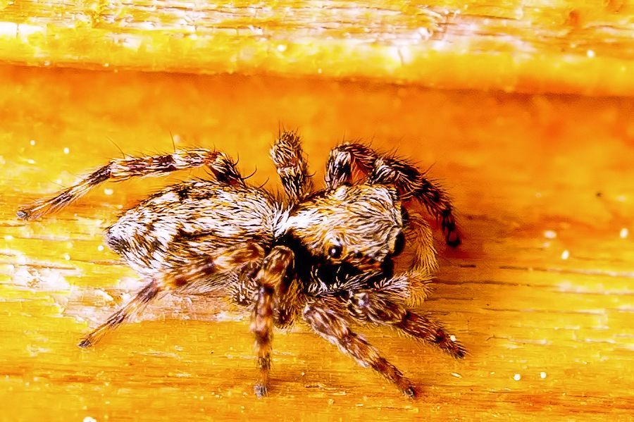 kleine Springspinne