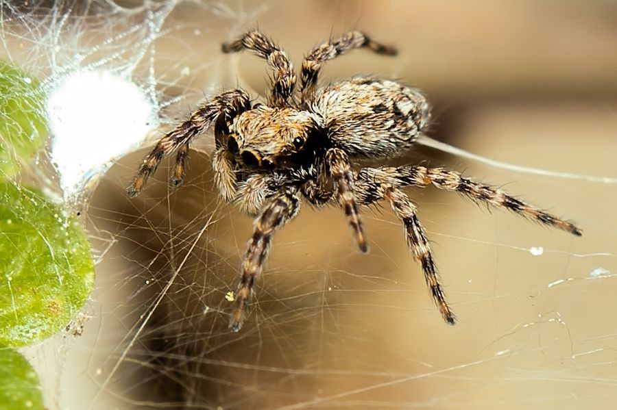 kleine Springspinne