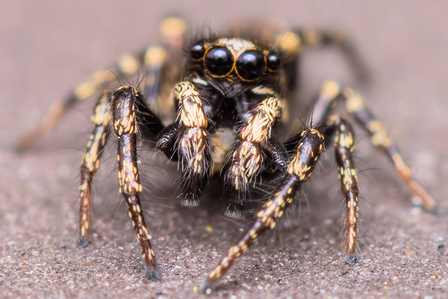 kleine Zebraspringspinne
