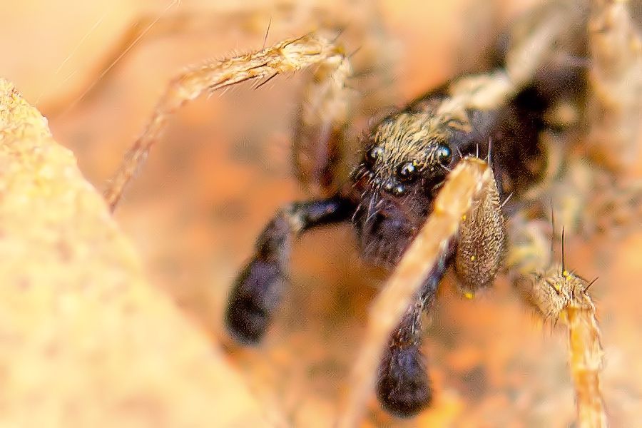 kleiner Spinne