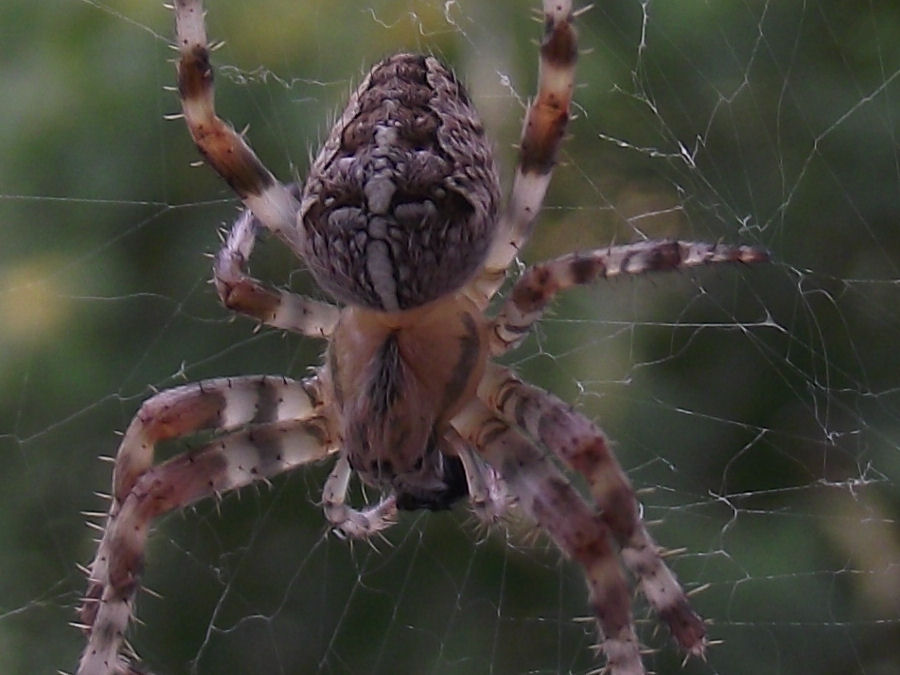 schoene Spinne