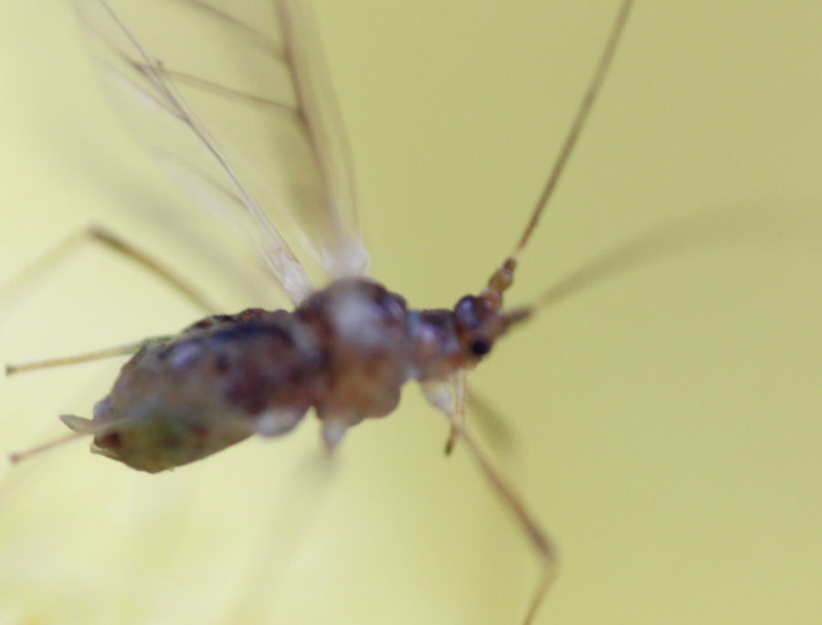 sehr kleine Fliege Länge ca 2mm