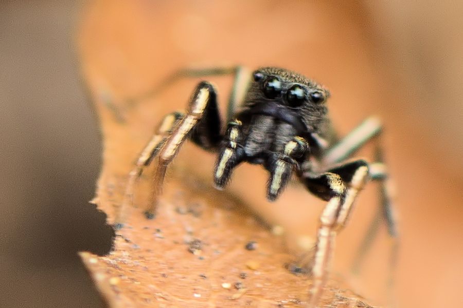 sehr-kleine-Spinne
