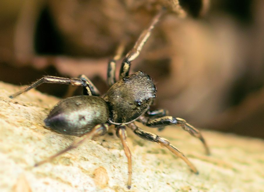 sehr-kleine-Spinne