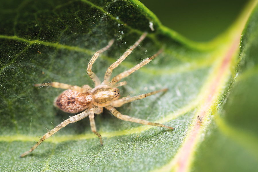 sehr kleine Spinne