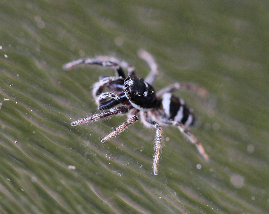 sehr kleine Spinne