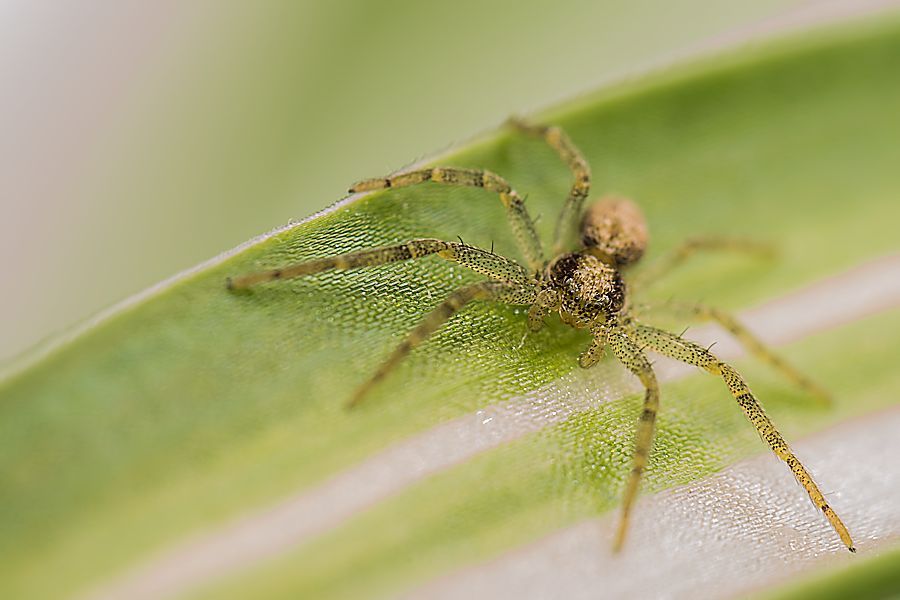 sehr kleine Spinne 2mm