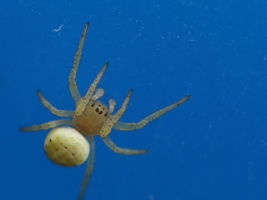 sehr kleine Spinne Länge ca 2mm