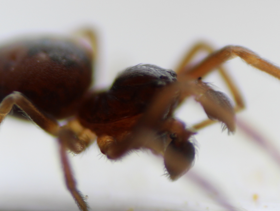 sehr kleine Spinne Länge ca 3mm