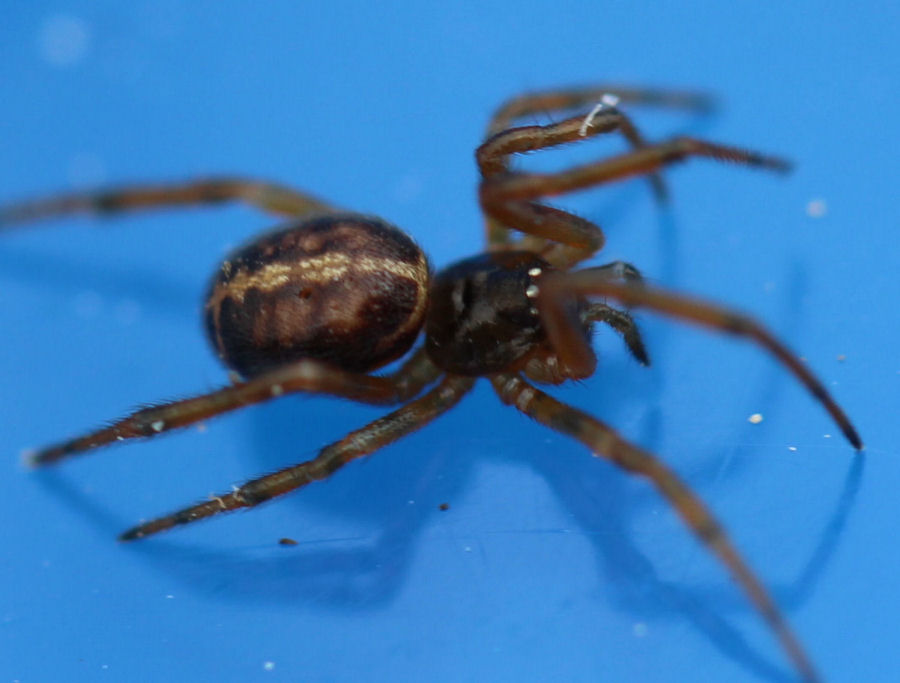 sehr kleine Spinne Länge ca 5mm
