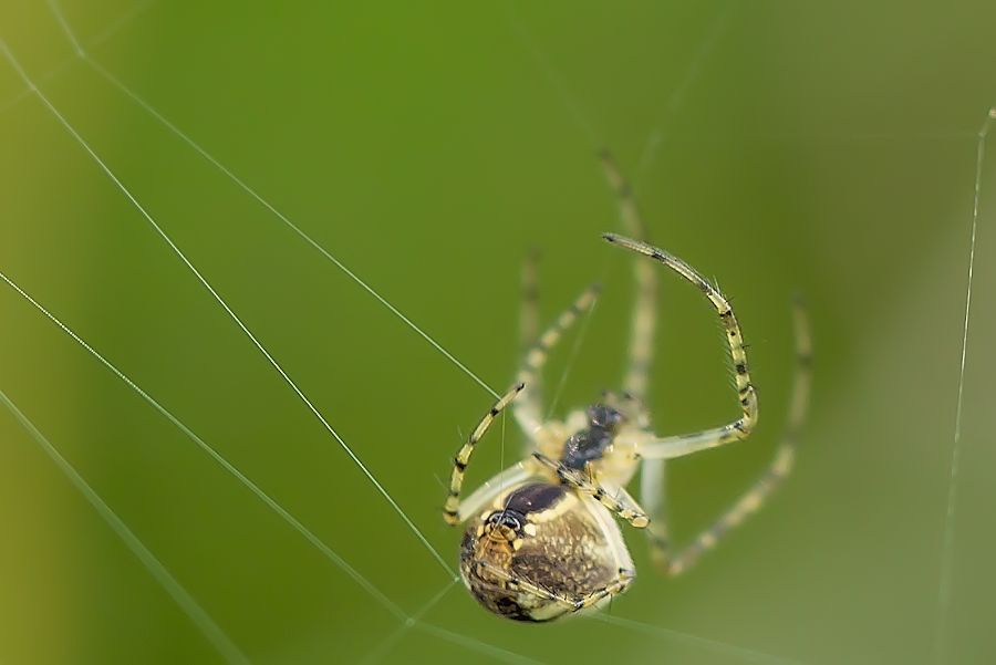 sehr kleine Spinne beim Netz spinnen