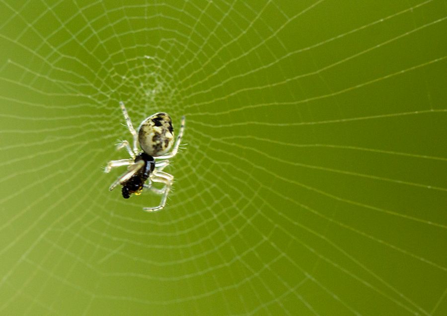 sehr kleine Spinne beim essen