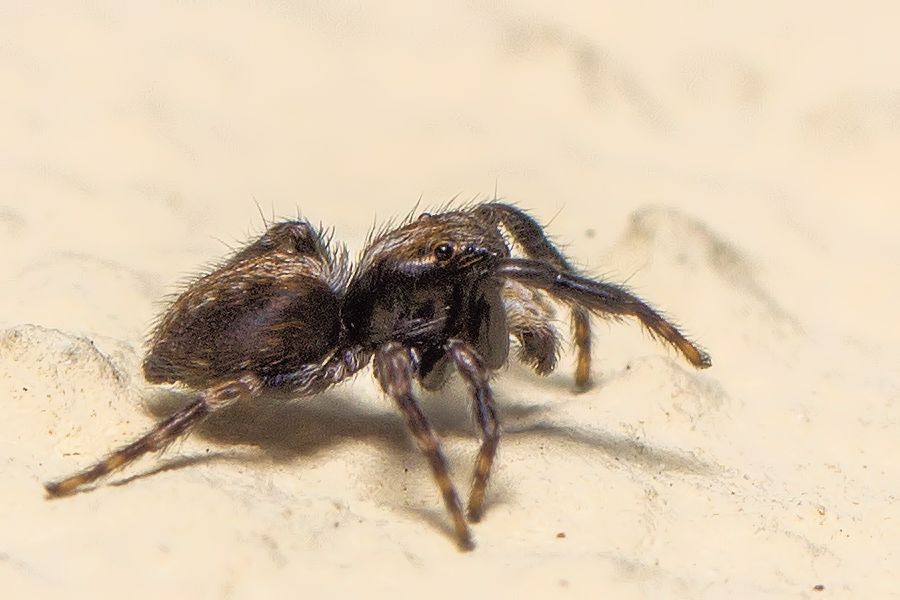 sehr kleine Springspinne