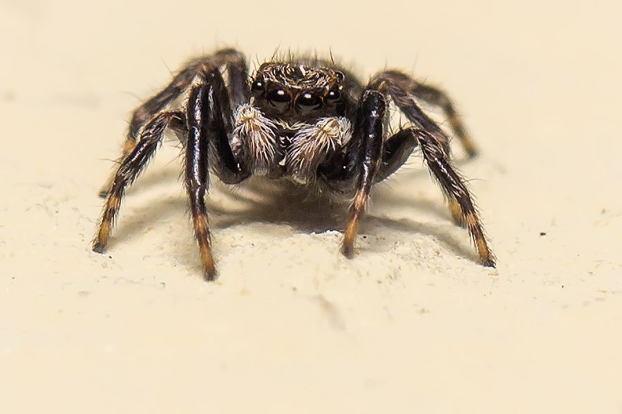 sehr kleine Springspinne