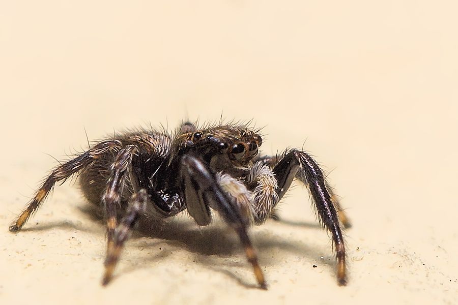 sehr kleine Springspinne