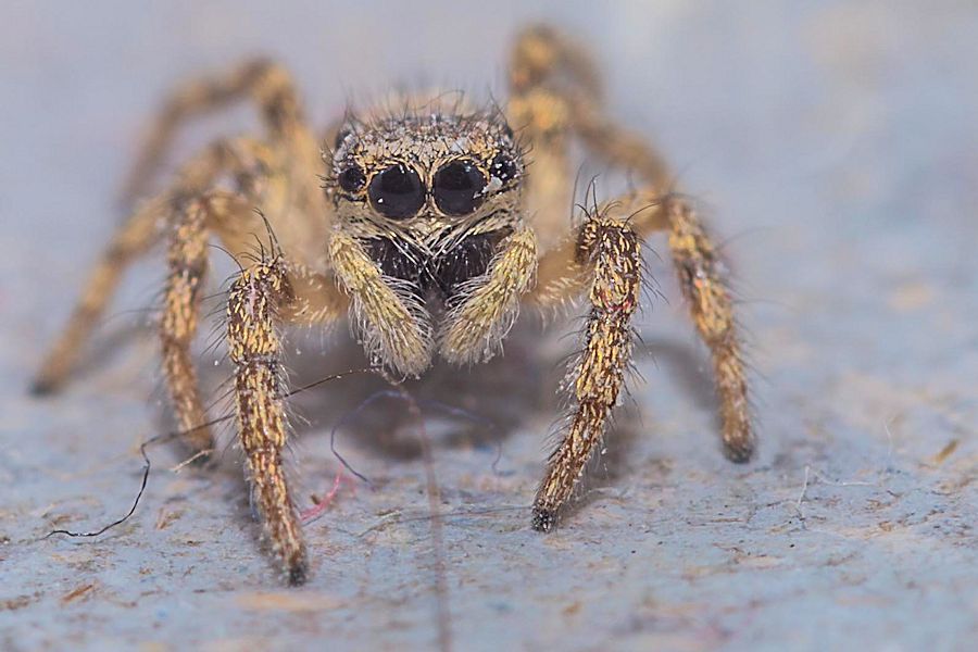 sehr kleine Springspinne