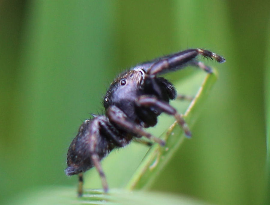 sehr kleine aber flinke Spinne Länge ca 4mm