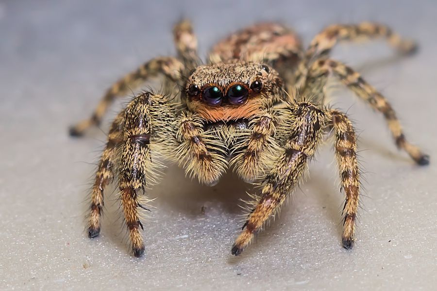 süsse Rindenspringspinne