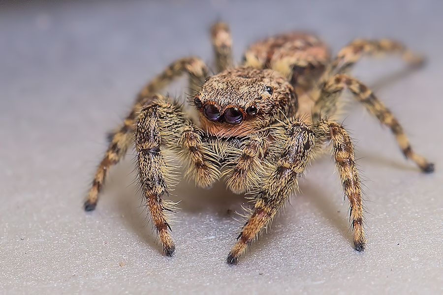süsse Rindenspringspinne