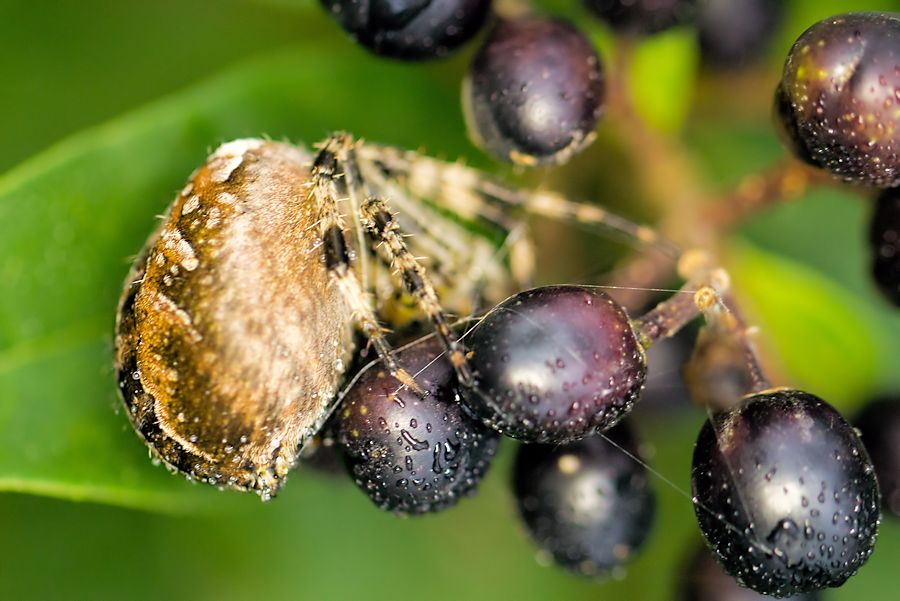 vegetarische Kreuzspinne