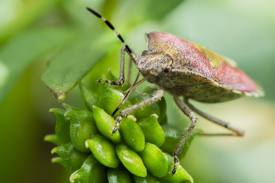 Beerenwanze