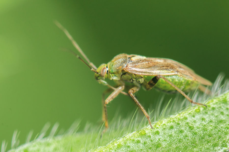 kleine Wanze