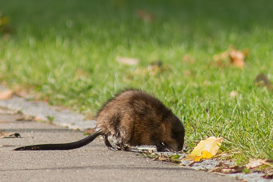 Nutria