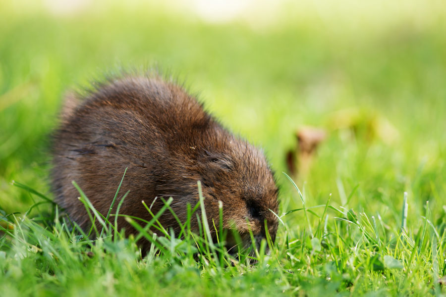 Nutria
