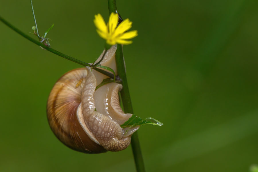 Schnecke