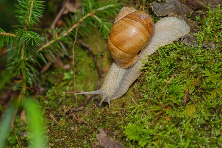 Schnecke