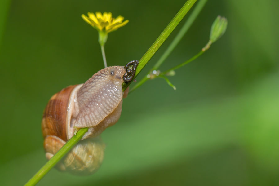 Schnecke