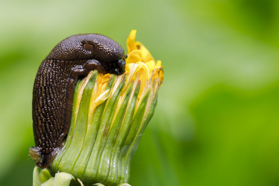 Schnecke auf einer Löwenzahnblüte