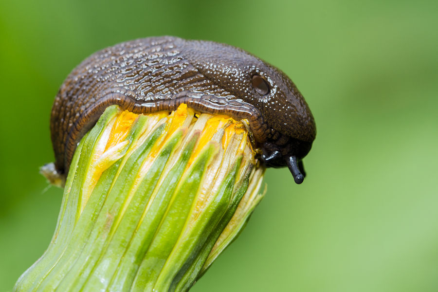 Schnecke auf einer Löwenzahnblüte