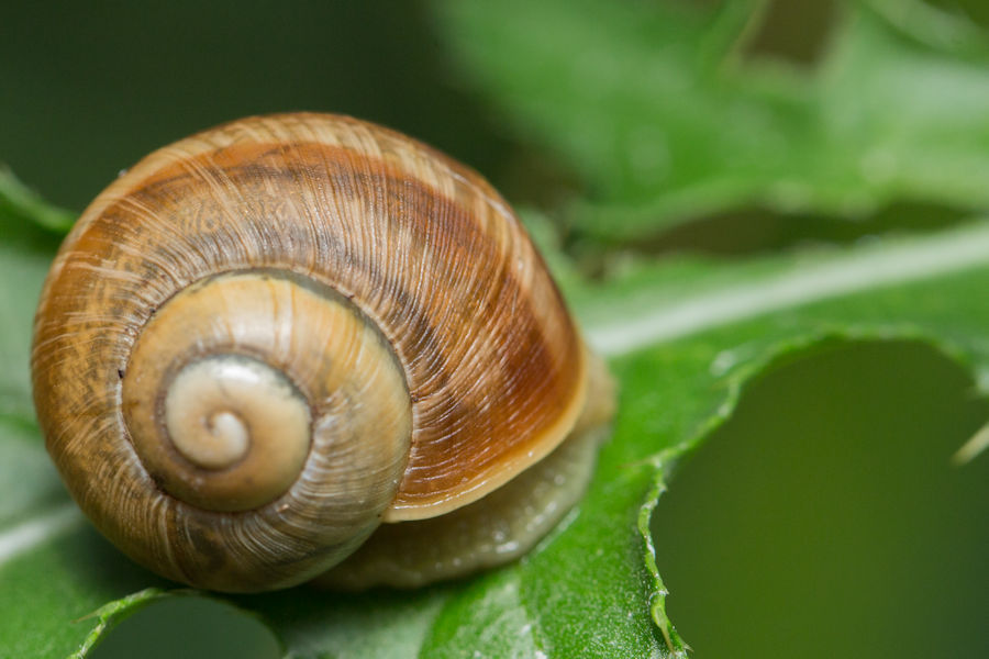Schnecke in ihrem Haus