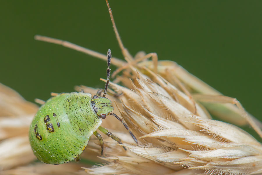 Nymphe Grüne Stinkwanze