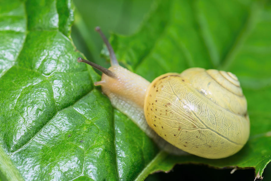 Schnecke