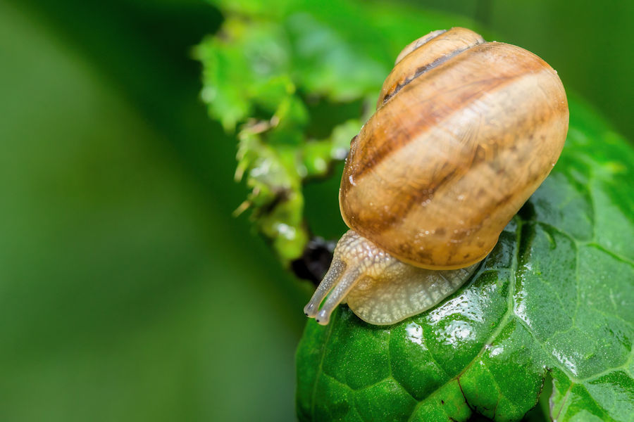 Schnecke