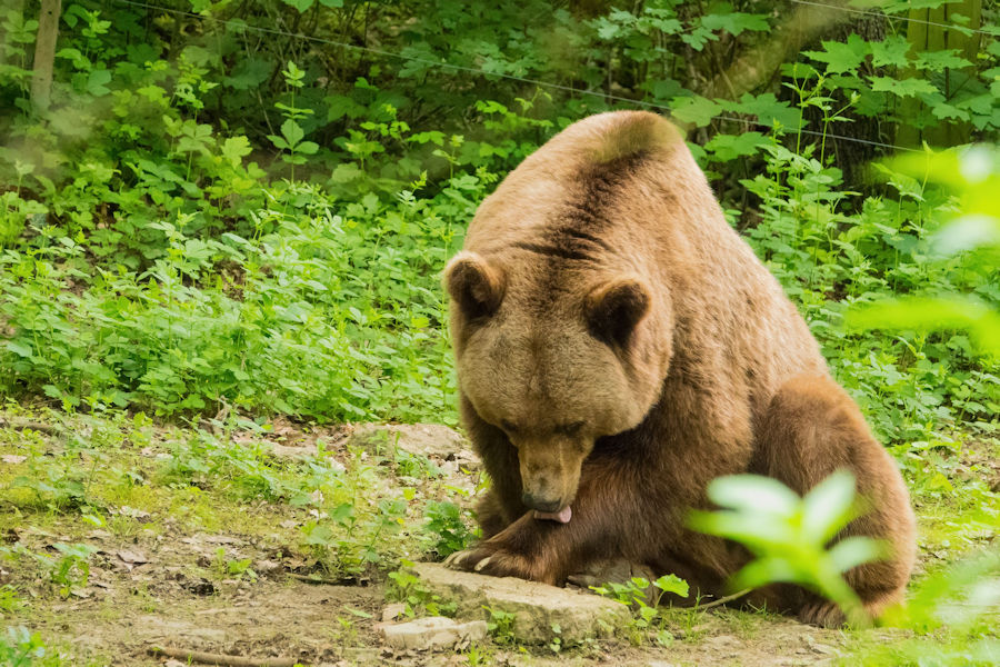 Braunbär im Wildpark Bad Mergentheim