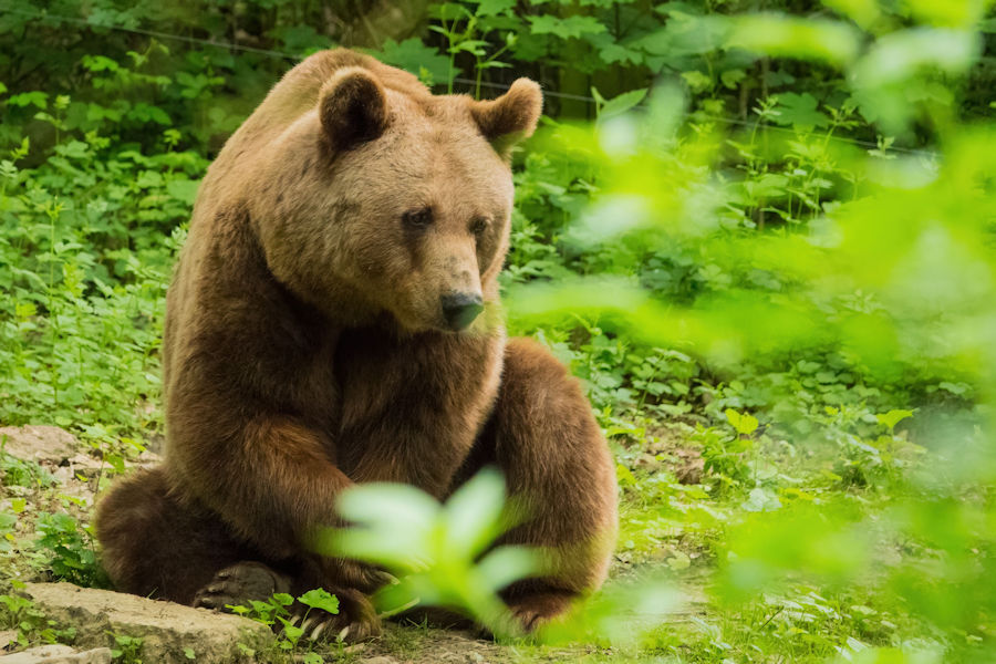 Braunbär im Wildpark Bad Mergentheim