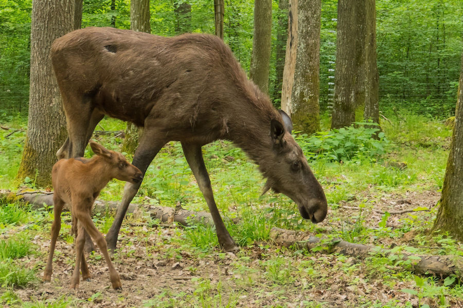 Elche im Wildpark Bad Mergentheim