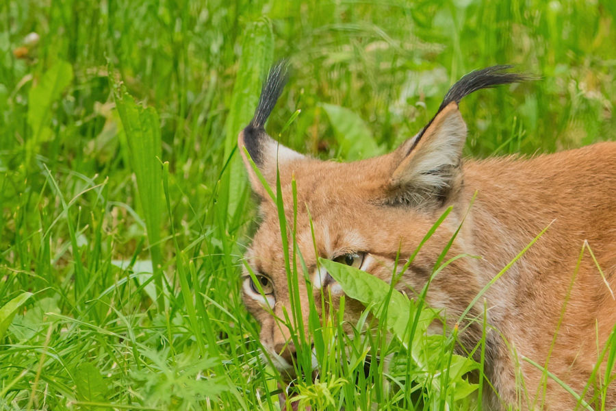 Luchs im Wildpark Bad Mergentheim