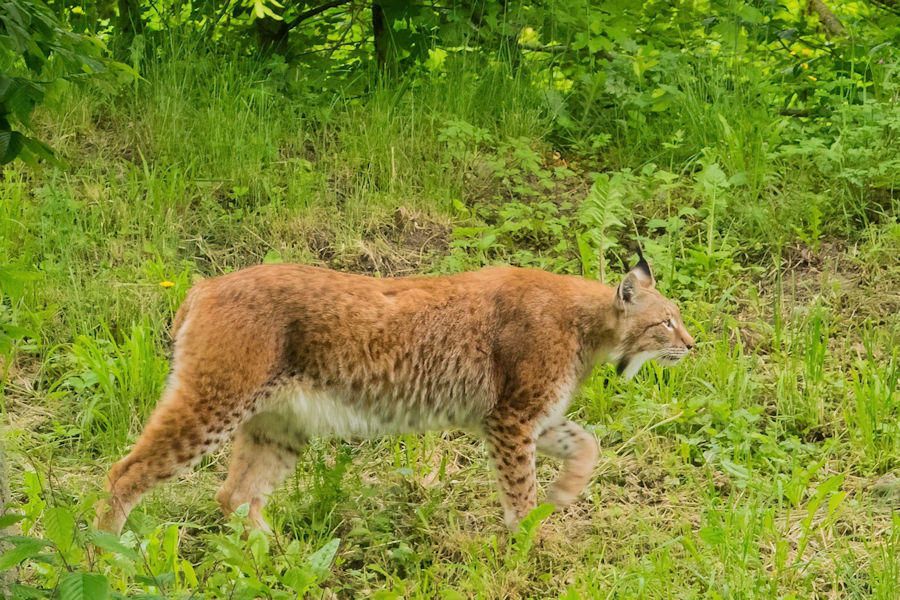 Luchs im Wildpark Bad Mergentheim 20230523 DSC03676 DeNoiseAI low light.jpg