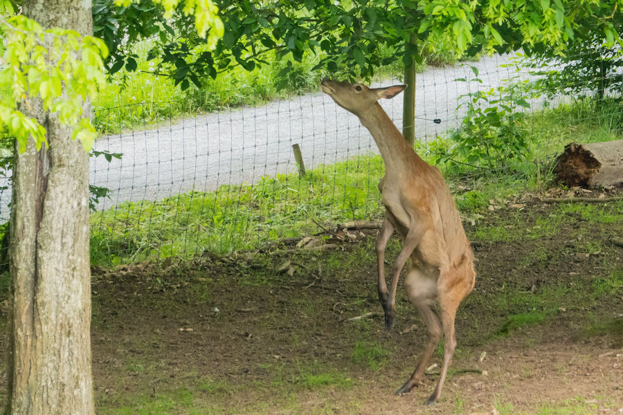 Reh im Wildpark Bad Mergentheim