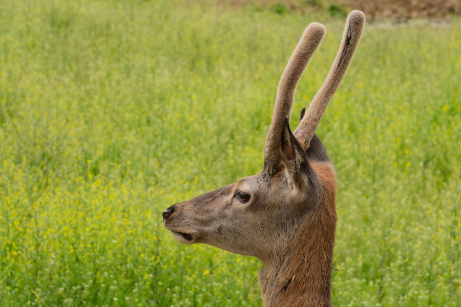 Rehbock im Wildpark Bad Mergentheim