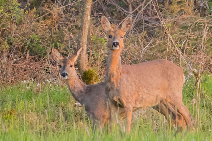 Rehe