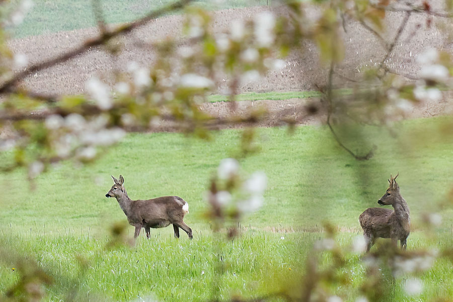 Rehe am Waldrand