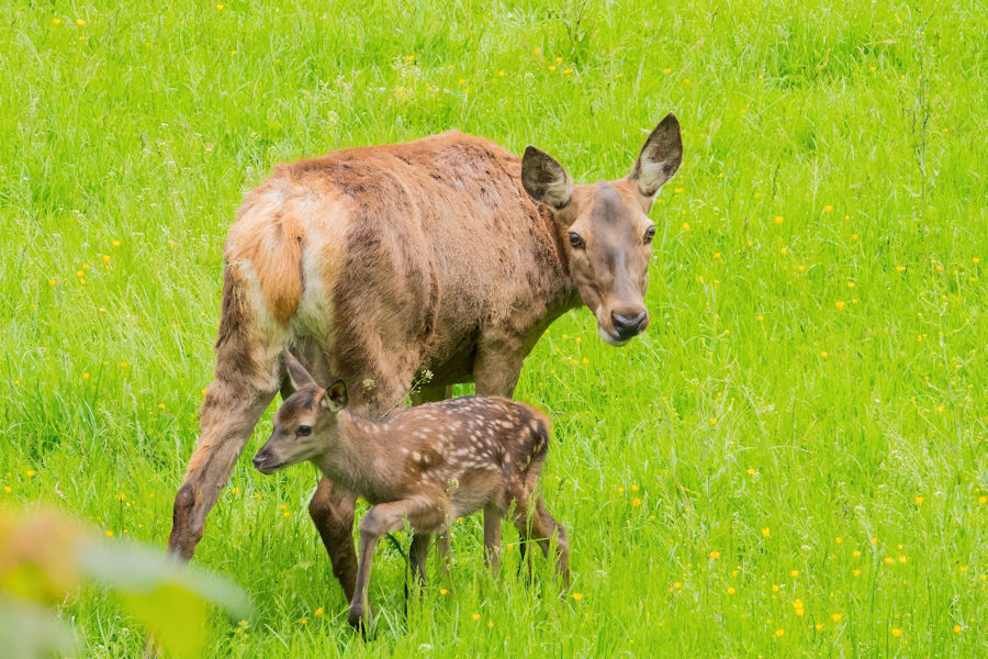 Rehe im Wildpark Bad Mergentheim