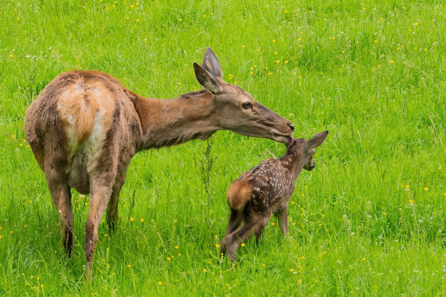 Rehe im Wildpark Bad Mergentheim