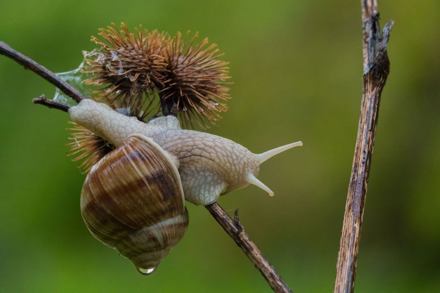 Schnecke